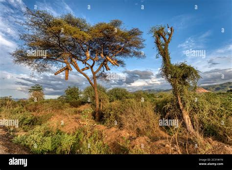 African bee hive hi-res stock photography and images - Alamy