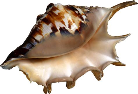 Conch Png Image Purepng Free Transparent Cc0 Png Image Library