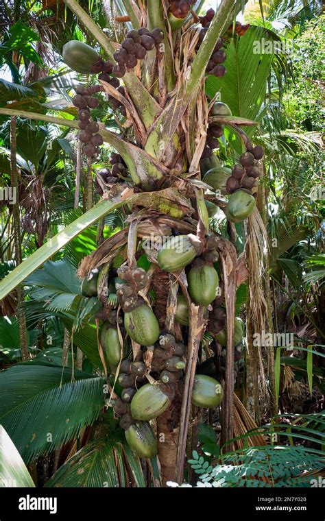 Huge Nuts Of Coco De Mer Palm Tree In Vallee De Mai Praslin Island