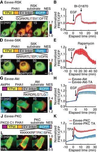 Development Of An Optimized Backbone Of Fret Biosensors For Kinases And