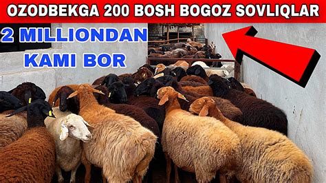 OZODBEK 200 BOSH BOGOZ SOVLIQLAR VA GEGANT QOCHQORLAR OLIB KELDI YouTube