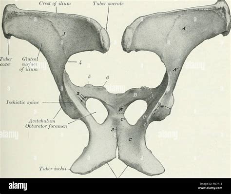 The Anatomy Of The Domestic Animals Veterinary Anatomy The Ischium