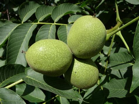 Walnut (Juglans regia) | Feedipedia 
