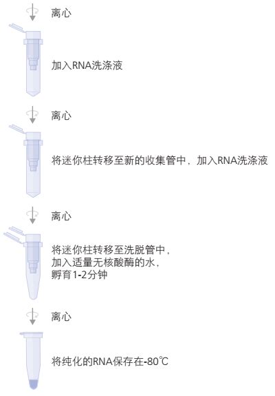 从细胞中提取总rna的操作流程 金准生物专注于干细胞和免疫细胞磁珠分选与培养，是干细胞免疫学研究的专业化服务平台