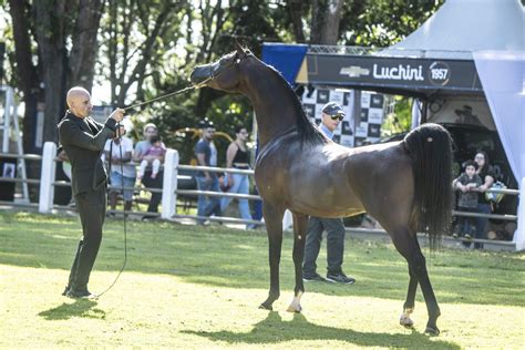 Inscri Es Abertas Para A Exposi O Intern Cleos Do Cavalo Rabe Em