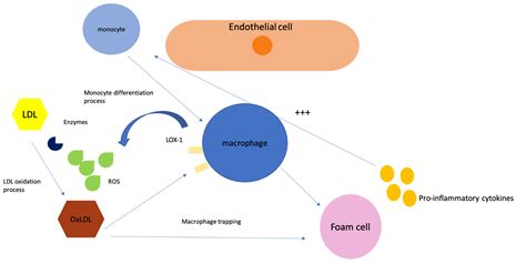 Exploring the Association between Low-Density Lipoprotein Subfractions