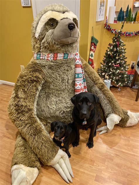 My friends got me a giant sloth for Christmas... for reference, the dog