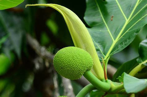 Breadfruit the Fruit Tree is Translated into Three Meals. and Medicines ...