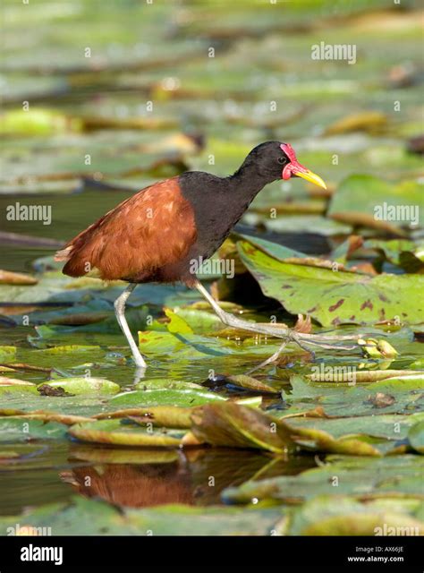 Adult Wattled Jacana Hi Res Stock Photography And Images Alamy