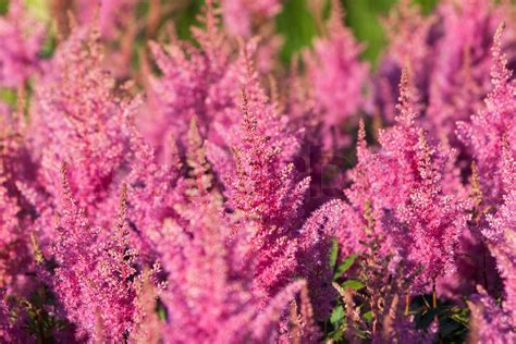 Pink Calluna vulgaris flower | Stock image | Colourbox