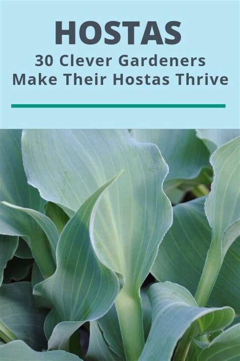 30 Best Gardening Tricks To Care For Hostas Hostas Gardening Tips Hosta Care