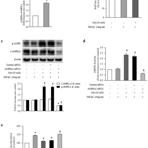 Activation Of Ampk By Metformin Inhibits Tgf Induced Asmcs