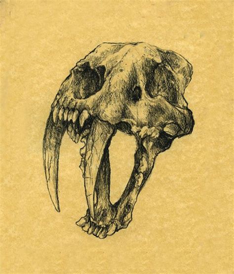 Sabertooth Skull Drawing