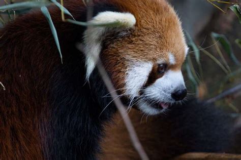 Red Panda | Zoo Atlanta