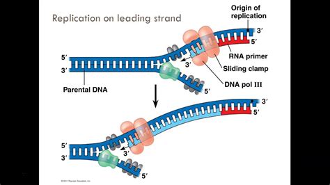 Ap Bio Exam Review Unit 6 Gene Expression And Regulation Youtube