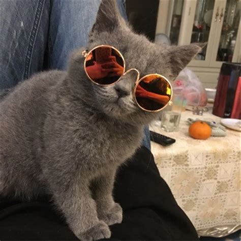 Cat Wearing Goggles Ubicaciondepersonas Cdmx Gob Mx