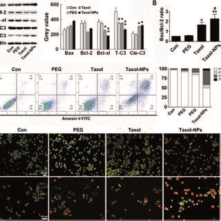 In Vitro Antitumor Effect Of Ptx Nps A Cytotoxicity Of Peg Ptx And