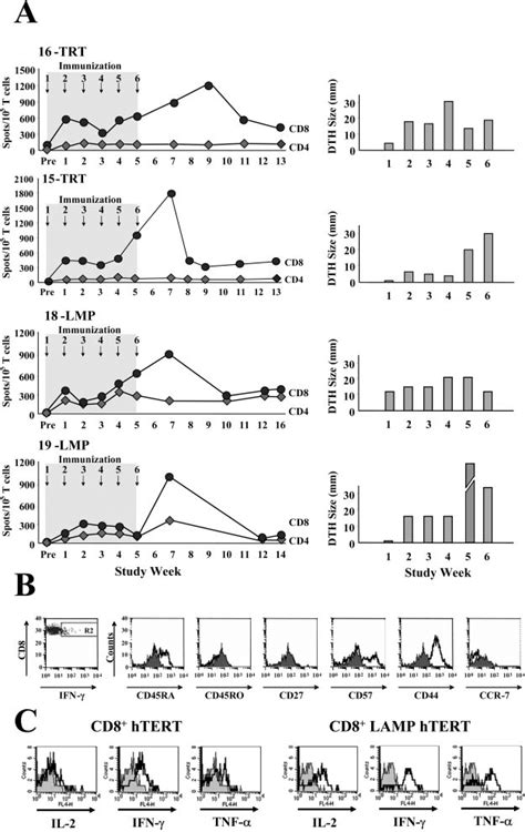 A Left Panels Temporal Evolution Of Htert Specific Cd8 And Cd4 T Cell