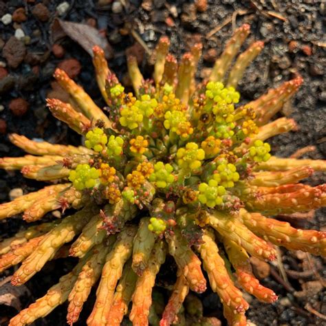 Euphorbia Flanaganii Medusa S Head Uploaded By Succulentwiki