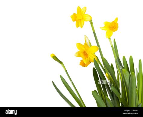 Yellow Daffodils Isolated On White Stock Photo Alamy