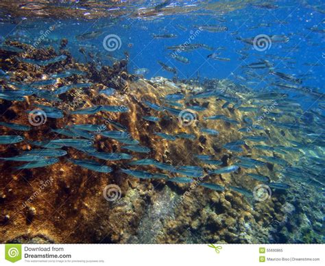 Buntes Korallenriff Mit Masse Von Fische Scalefin Anthias Im Tro