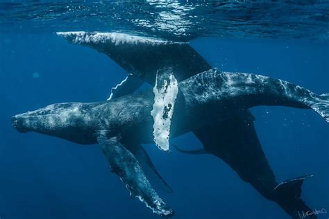 Humpback Whales Photographed Having Sex And Gay Sex For The First Time