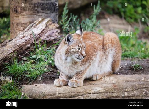 Russian lynx hi-res stock photography and images - Alamy