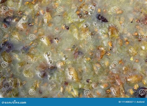 Fermentation of Grape Must. Stock Image - Image of blue, rural: 111408327