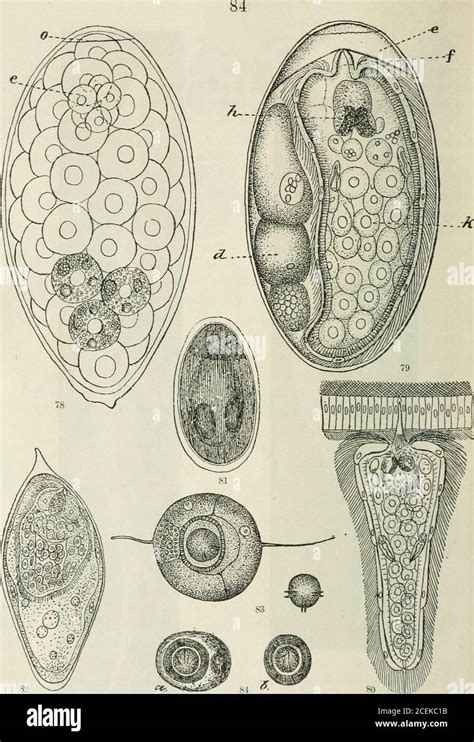 Strongyloides Stercoralis Filariform Larvae