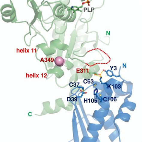 Effect Of Amino Acid Substitutions In Iscu On Fes Cluster Formation Of