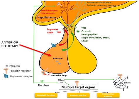 Ijms Free Full Text Molecular Pathways In Prolactinomas