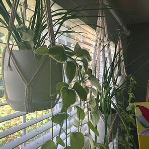 Amazon Bouqlife Hanging Planters With Macrame Plant Hangers For