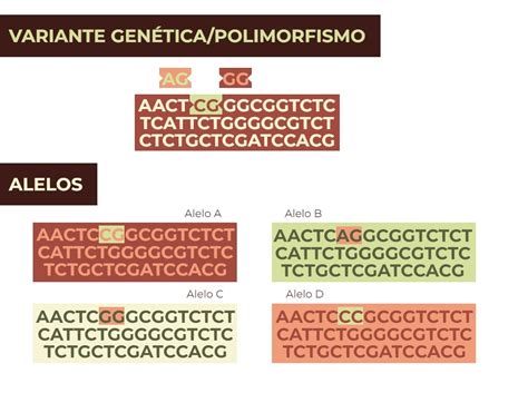 O Que Polimorfismo Gen Tico