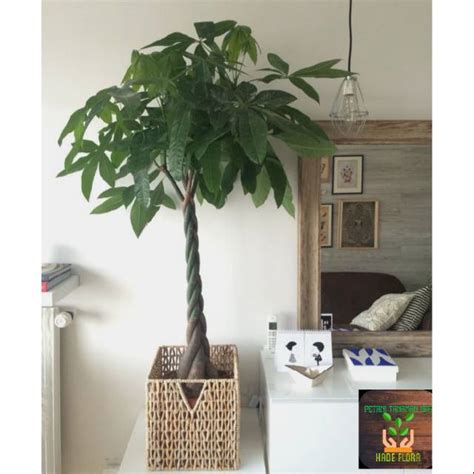 Jual Tanaman Hias Pachira Aquatica Money Tree Kepang Shopee Indonesia