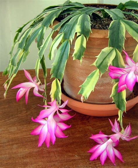 Variegated Zygocactus Rare Adams Jungle Cacti