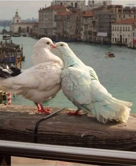 Animals And Pets, Baby Animals, Funny Animals, Cute Animals, Pretty ...
