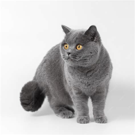Premium Photo | Blue grey british shorthair purebreed cat on the white