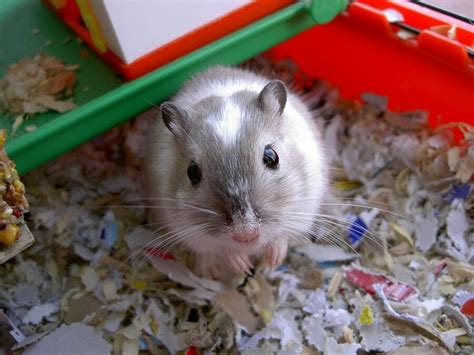 How Big Should a Gerbil Cage Be? - Petz