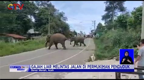 Kawanan Gajah Liar Ngamuk Rusak Rumah Warga Bener Meriah Aceh