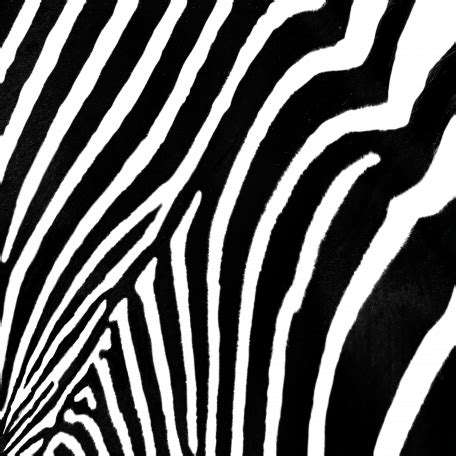 Zebra stripes graphic by victoria Smith | DigitalScrapbook.com Digital ...