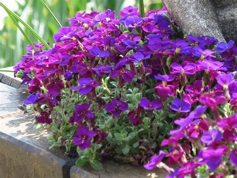 Guide Des Plantes De Rocaille La Terre Est Un Jardin