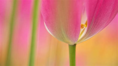 🔥 [60+] Pink Tulips Wallpapers | WallpaperSafari