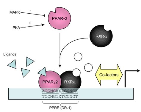 11 PPARγ activates transcription through PPRE sequences in the promoter