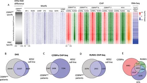 The Binding Pattern Of C Ebp Runx And Fos In Primary Cells And A