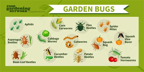 Deadly Vegetable Garden Pests Food Gardening Network