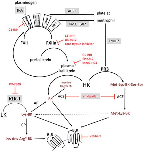 Frontiers Comparing Pathways Of Bradykinin Formation In Whole Blood