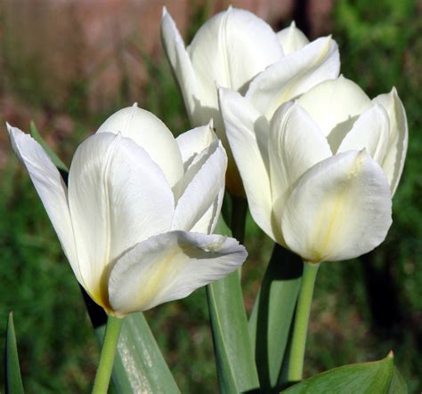 White Tulips