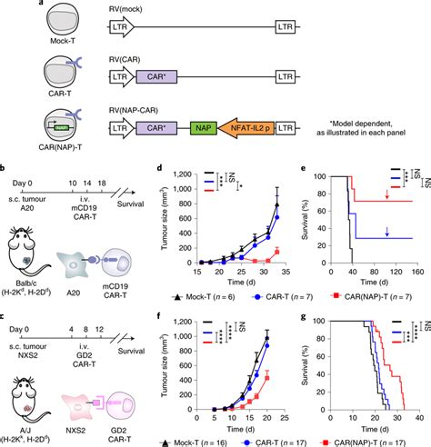 Therapeutic Effect Of Mcd19 Directed Murine Car T Cells And Carnap T