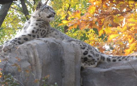 Snow Leopard from the Central Park Zoo | Snow leopard, Central park, Zoo