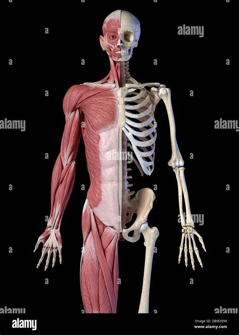 Oberkörper männliche Anatomie von Muskel und Skelettsystemen